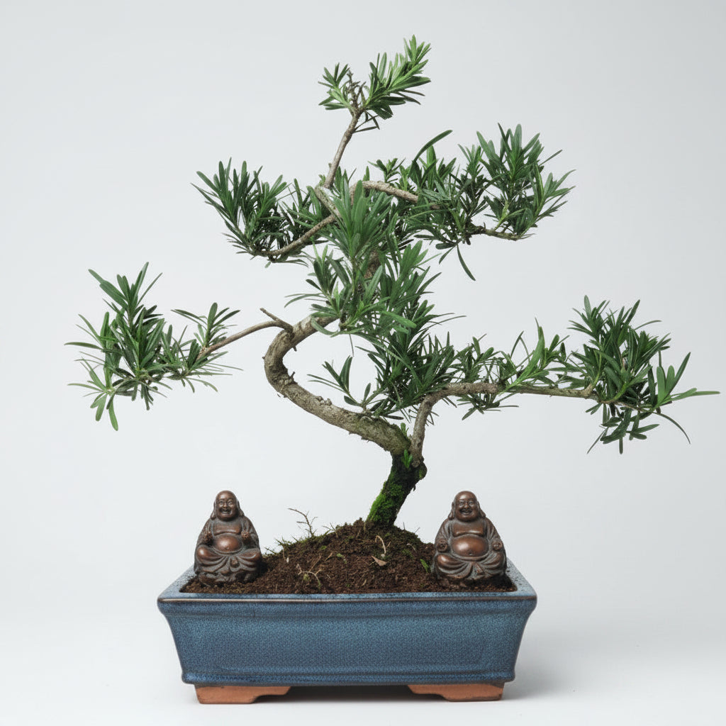 Buddhist Pine (Podocarpus Micro) Bonsai Tree | Shaped | In 25cm Pot Bonsai Tree BlissVeranda
