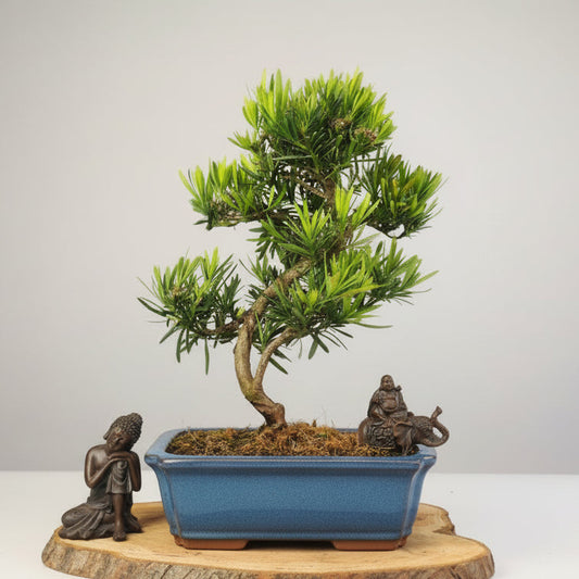 Buddhist Pine (Podocarpus Micro) Bonsai Tree | Shaped | In 30cm Pot Bonsai Tree BlissVeranda