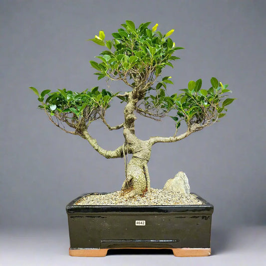 Ficus Microcarpa (Banyan Fig) Large Indoor Bonsai Tree | Shaped | In 35cm Pot Bonsai Tree BlissVeranda