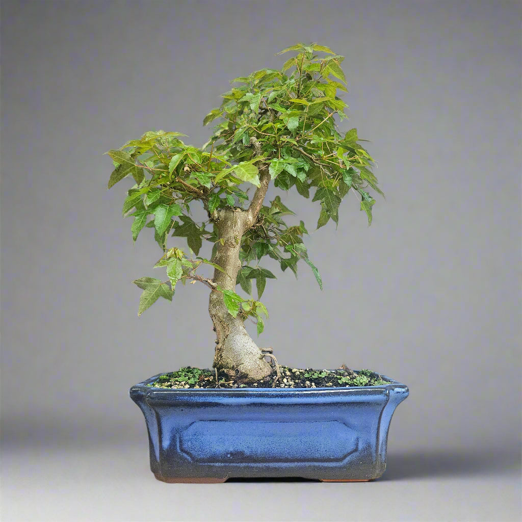 Trident Maple (Acer Buergerianum) Bonsai Tree | Informal Style | In 25cm Pot