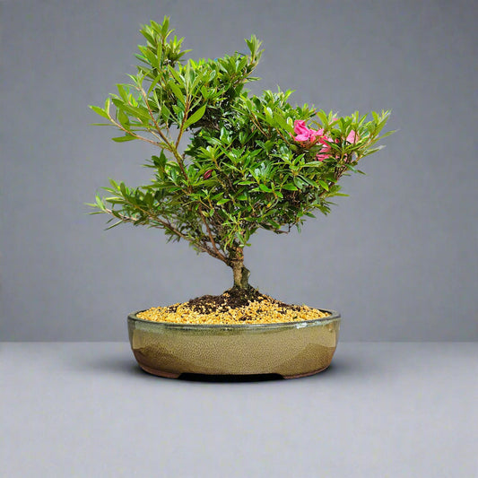 Azalea (Rhododendron) Bonsai Tree | Shaped | In 25cm Pot