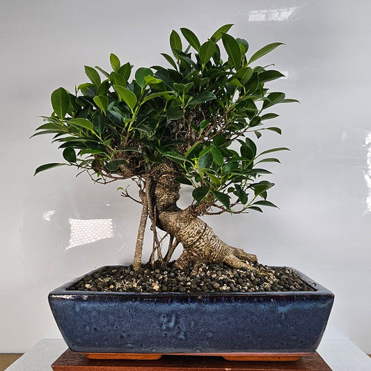 Ficus Microcarpa (Banyan Fig) Large Indoor Bonsai Tree | Shaped | In 35cm Pot Bonsai Tree BlissVeranda