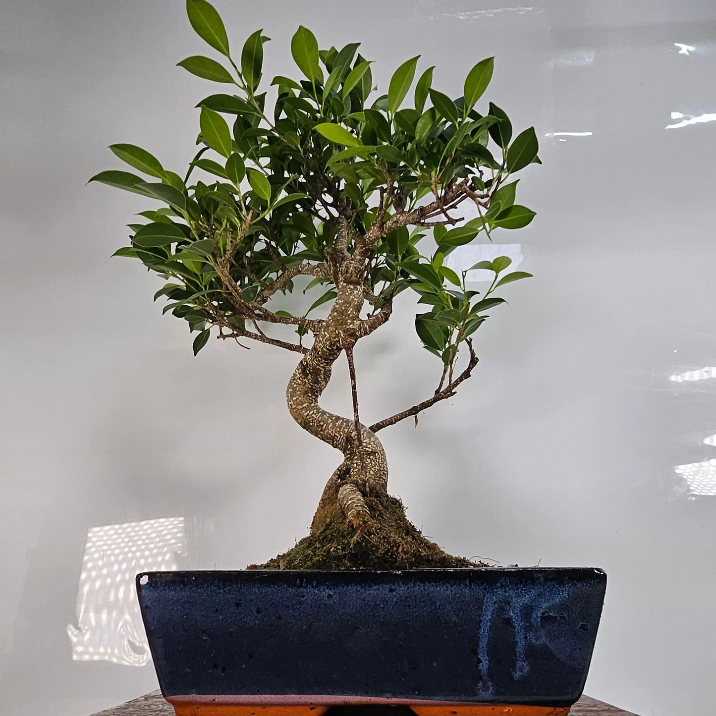 Ficus Microcarpa (Banyan Fig) Indoor Bonsai Tree | Shaped | In 30cm Pot Bonsai Tree BlissVeranda