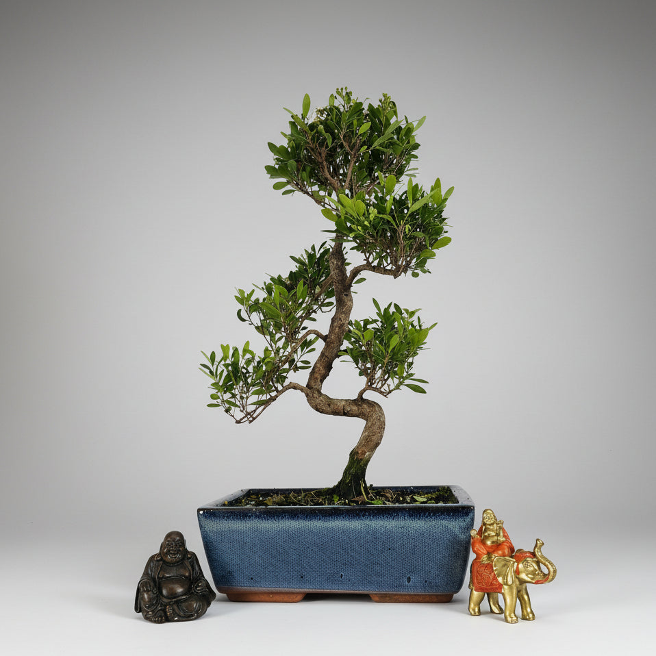 Brush Cherry (Syzygium) Bonsai Tree | Shaped | In 25cm Pot Bonsai Tree BlissVeranda