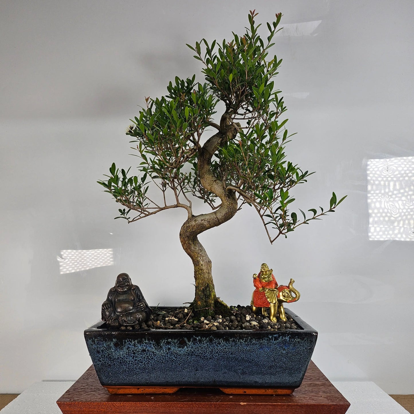 Brush Cherry (Syzygium) Bonsai Tree | Shaped | In 30cm Pot Yorkshire Bonsai