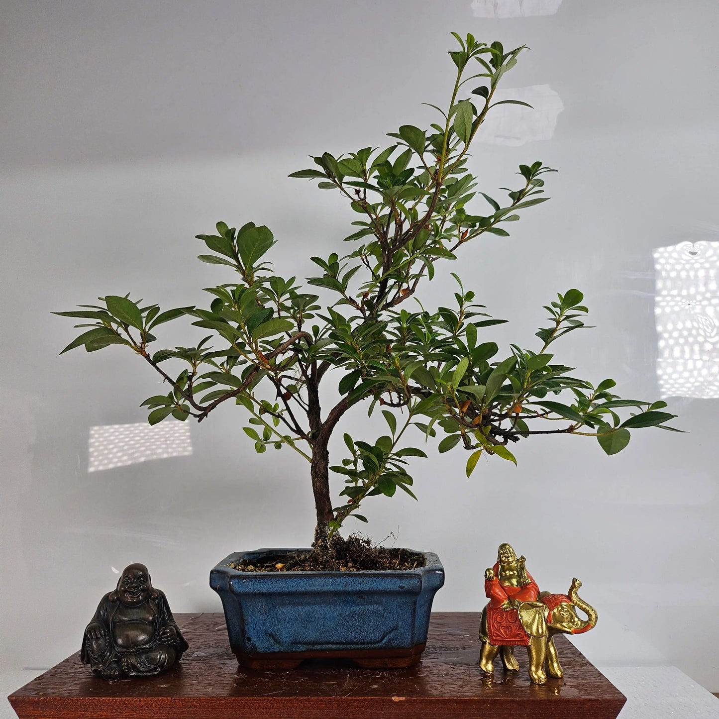 Azalea (Rhododendron) Bonsai Tree | Shaped | In 15cm Pot Yorkshire Bonsai