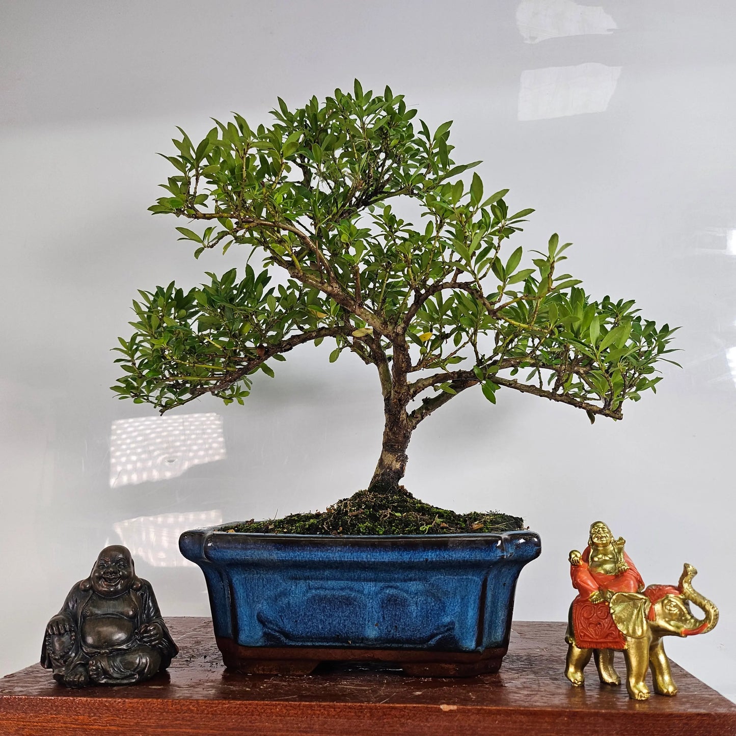 Japanese Holly (Ilex Crenata) Bonsai Tree | Shaped | In 25cm Pot Bonsai Tree BlissVeranda
