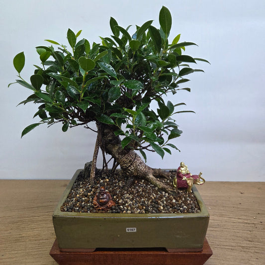 Ficus Microcarpa (Banyan Fig) Indoor Premium Bonsai Tree Bundle | Shaped | In 32cm Pot