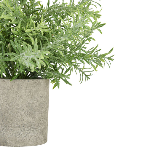 Potted plant with green leaves on a white background