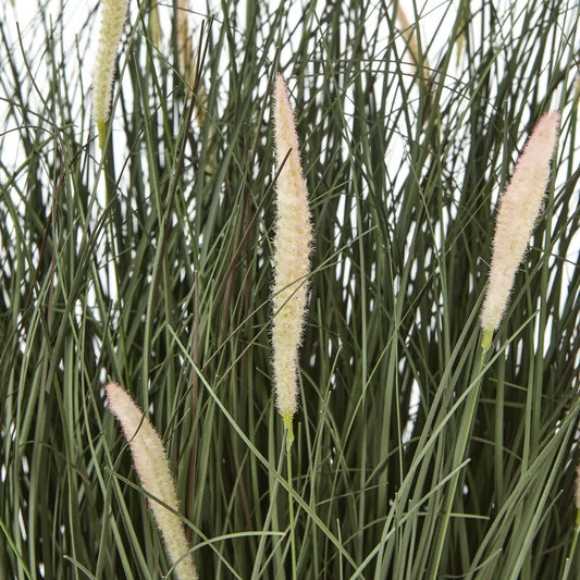 Tall grass with white flower spikes against a neutral background