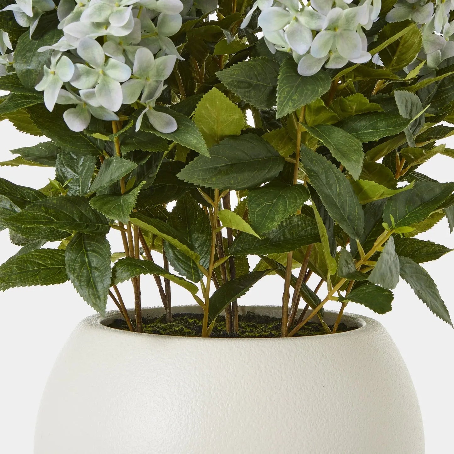 Potted plant with green leaves and white flowers in a white pot on a light background
