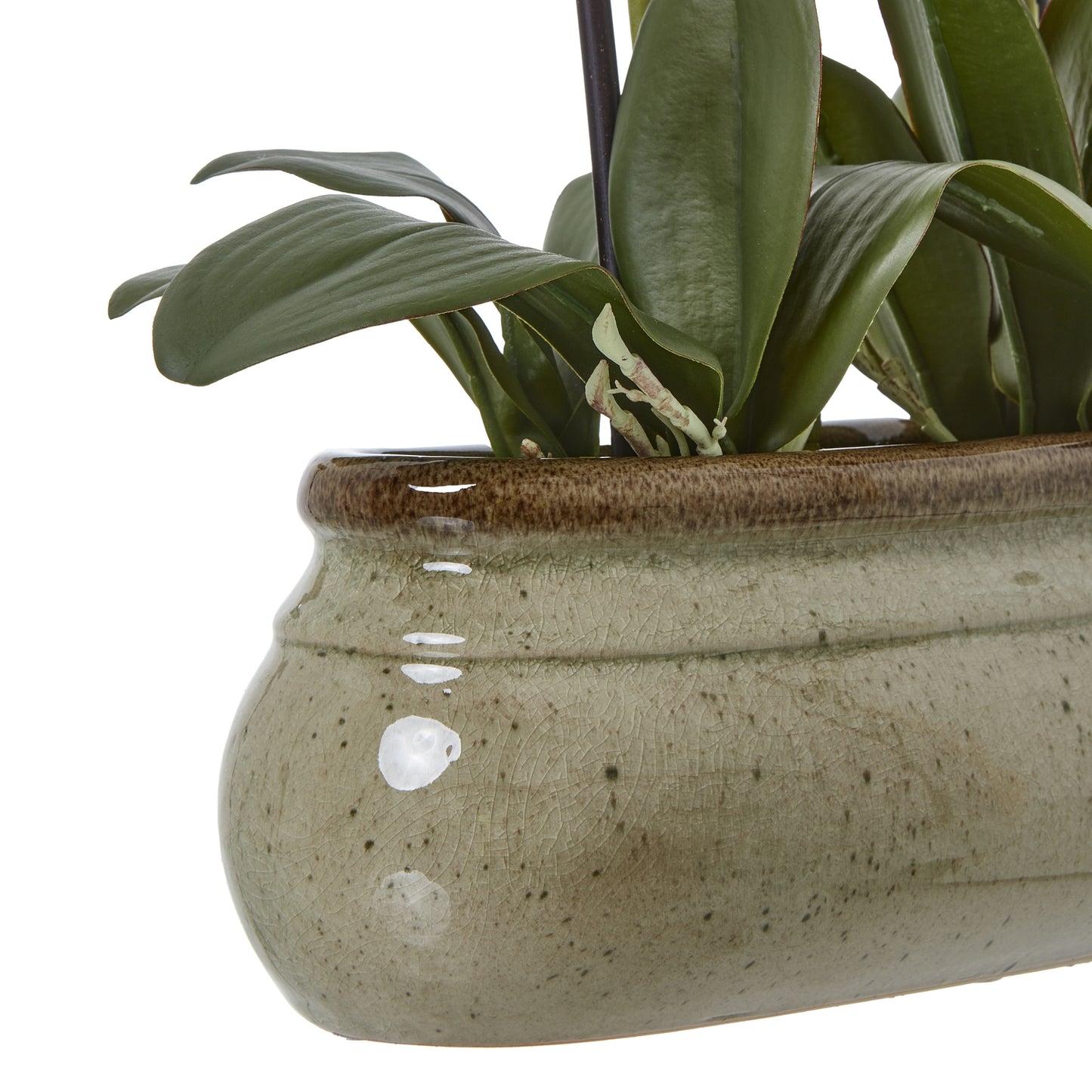 Ceramic planter with a plant on a white background