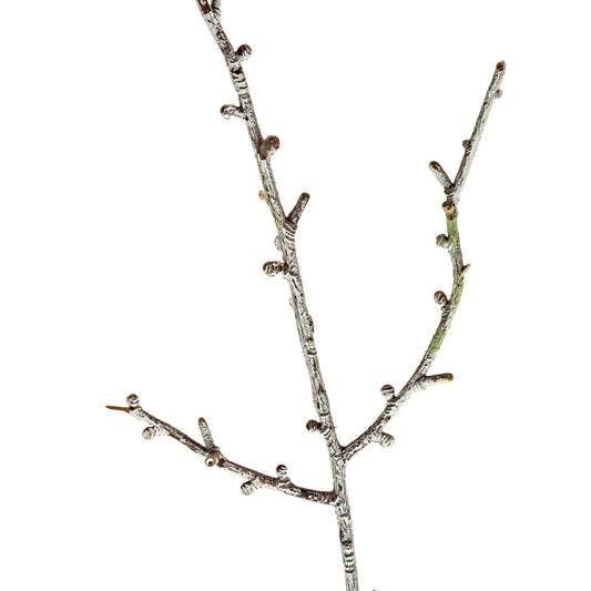 Decorative branch with small berries on a white background