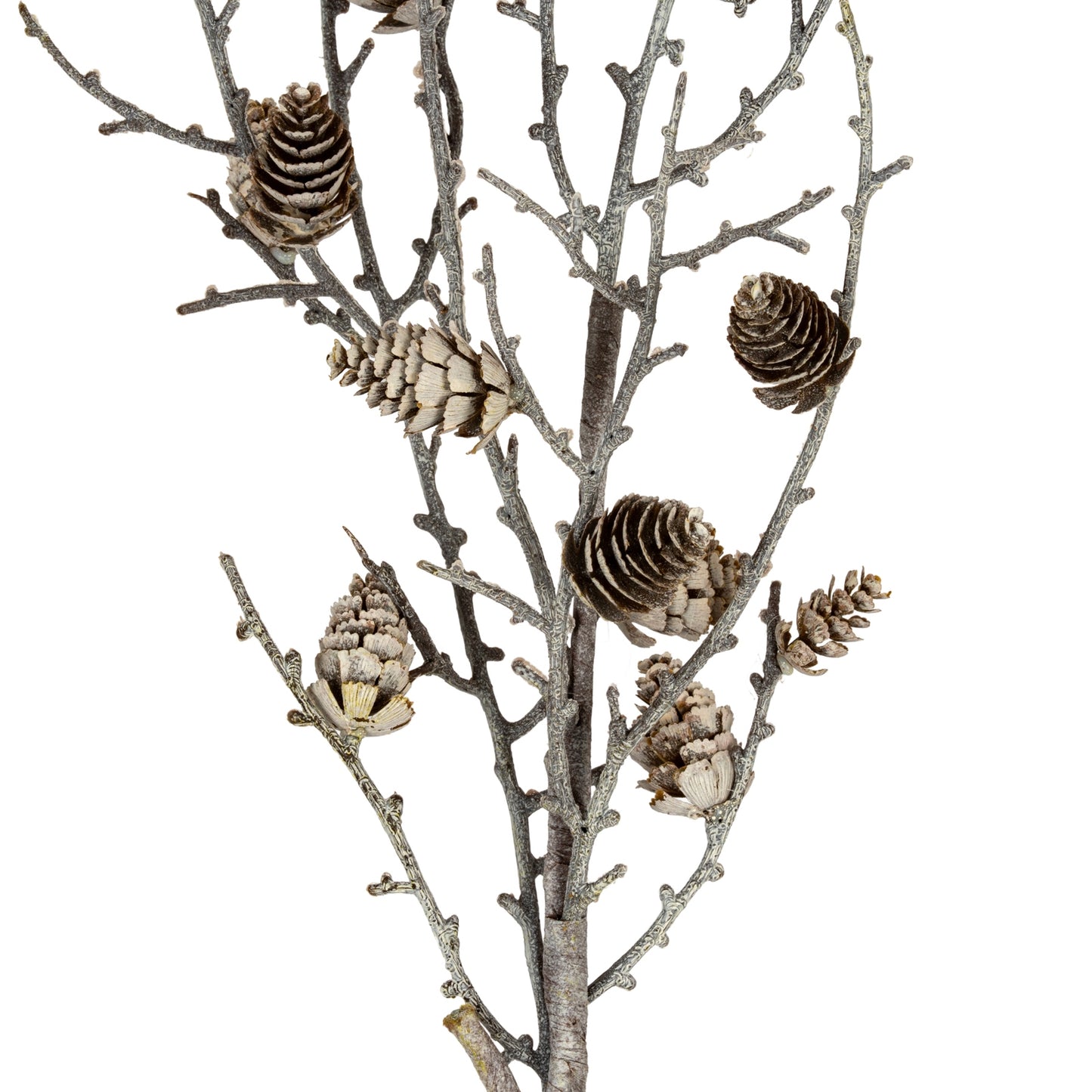 Decorative branch with pine cones on a white background