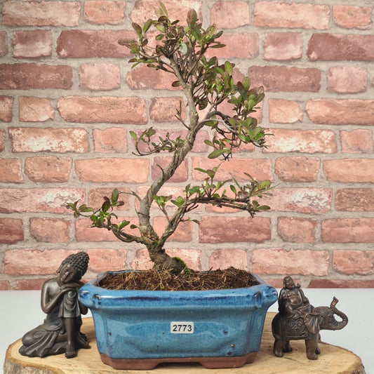 Clearance: Azalea (Rhododendron) Bonsai Tree | Shaped | In 20cm Pot