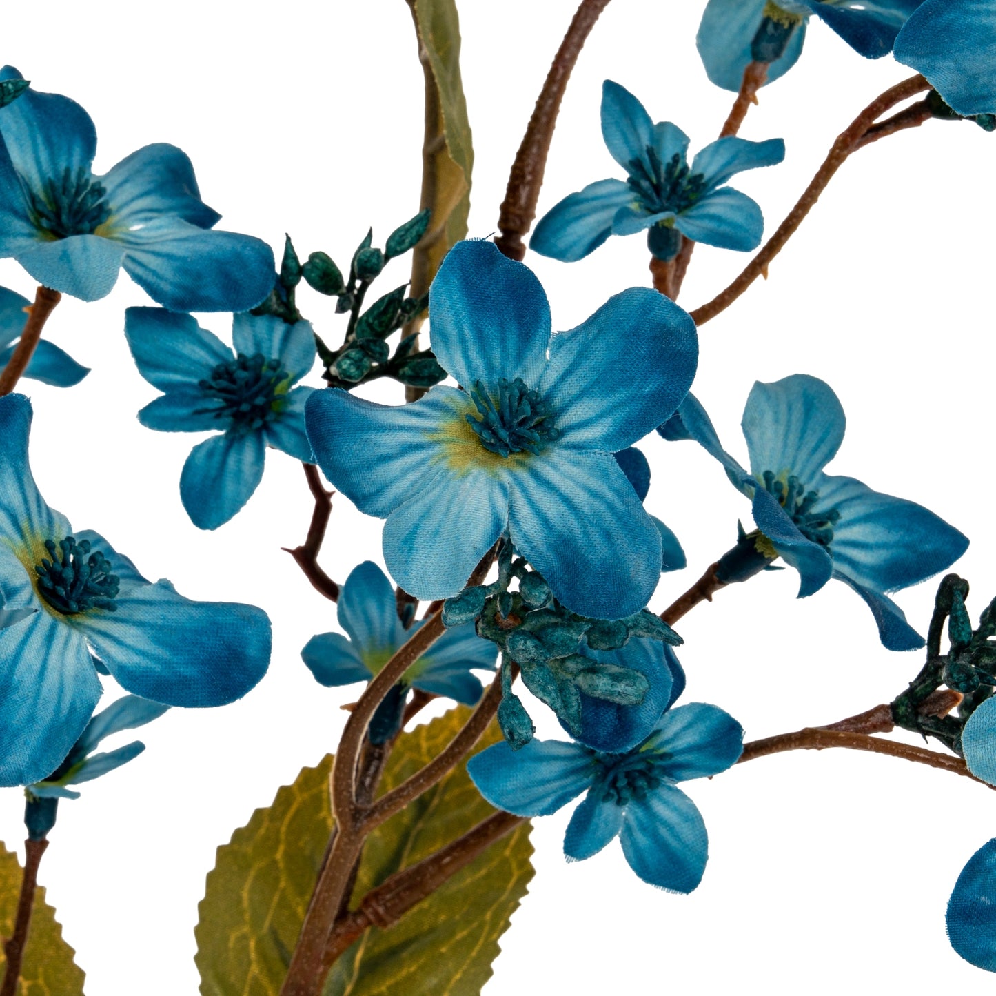 Close-up of blue flowers with green leaves on a white background