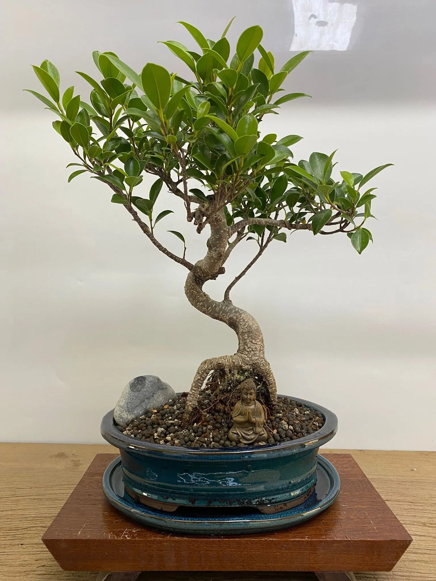 Ficus Microcarpa (Banyan Fig) Indoor Premium Bonsai Tree Bundle | Shaped | In 26cm Pot Bonsai Tree BlissVeranda