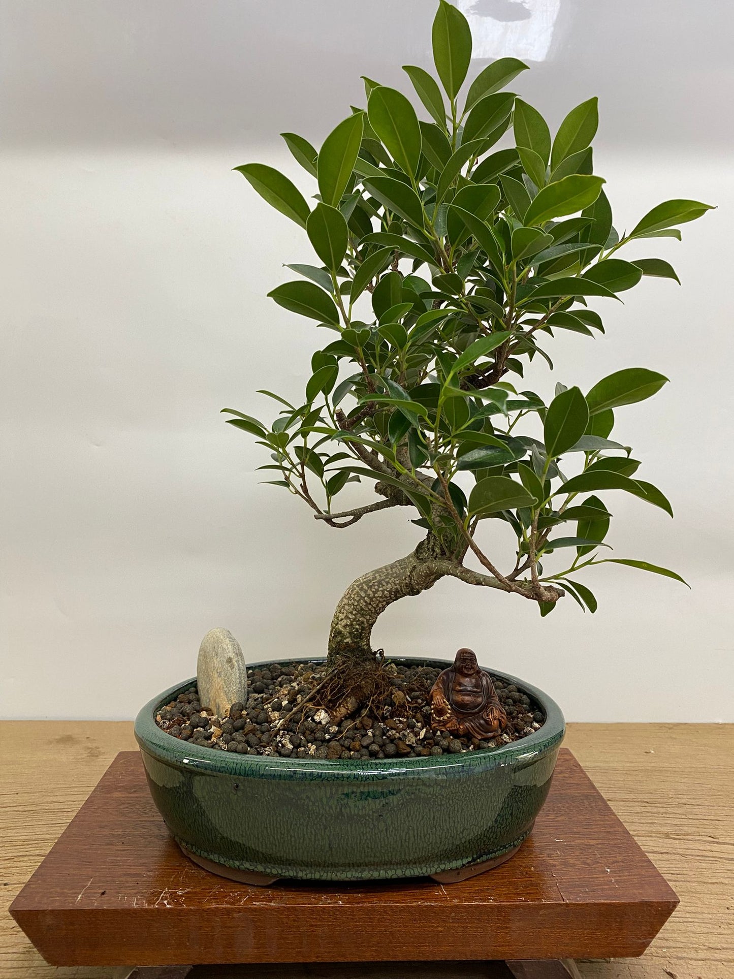 Ficus Microcarpa (Banyan Fig) Indoor Premium Bonsai Tree Bundle | Shaped | In 26cm Pot