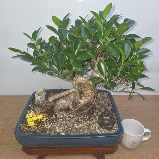 Ficus Microcarpa (Banyan Fig) Indoor Premium Bonsai Tree Bundle | Shaped | In 37cm Pot