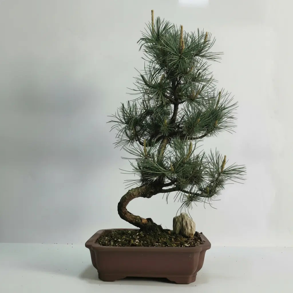 Japanese White Pine Bonsai Tree (Pinus Parviflora) | Shaped | In 25cm Pot Bonsai Tree BlissVeranda