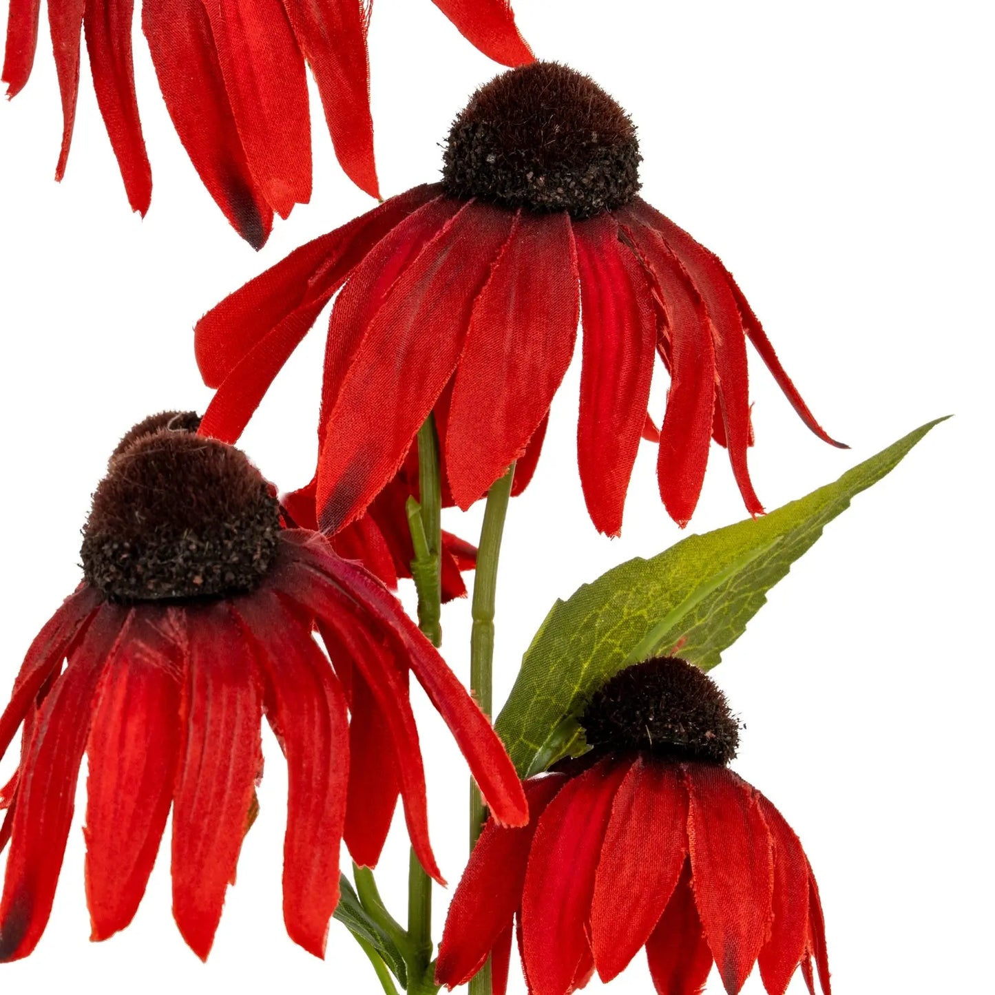 Red flowers with green leaves on a white background