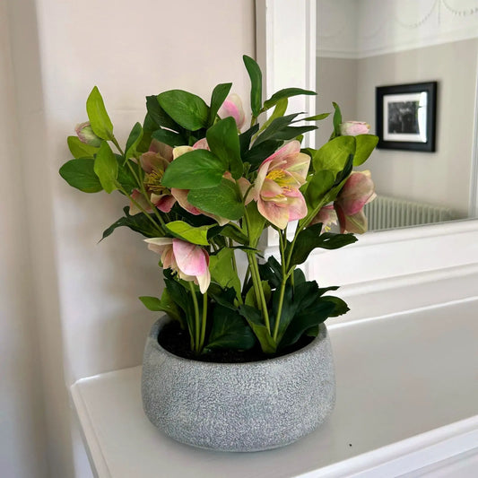 Potted plant with pink flowers on a white surface