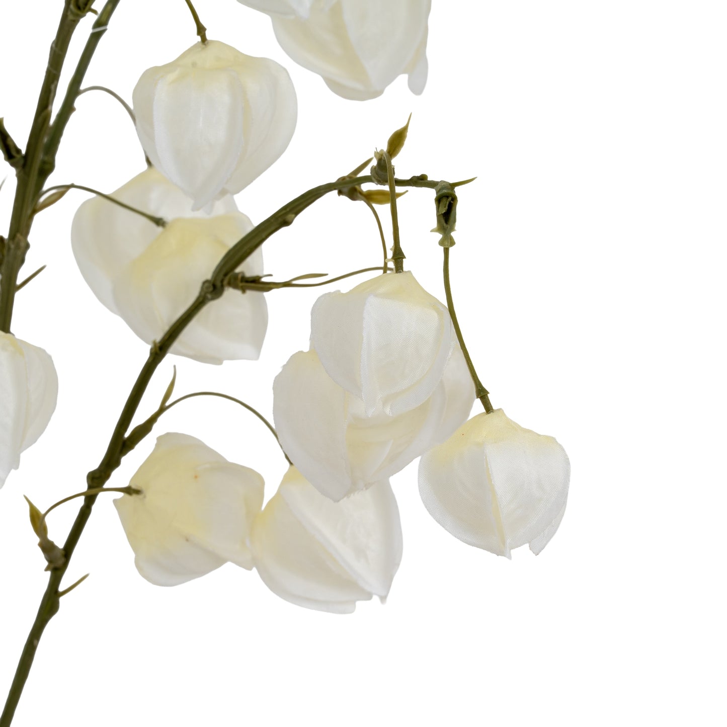 White balloon flowers on a branch against a white background