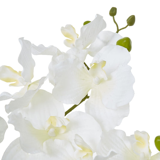 Close-up of white orchids with green stems on a white background