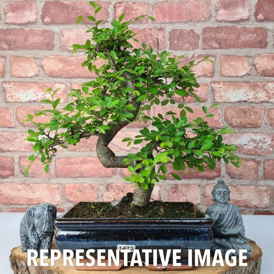 Chinese Elm (Ulmus Parvifolia) Bonsai Tree | Shaped | In 20cm Pot
