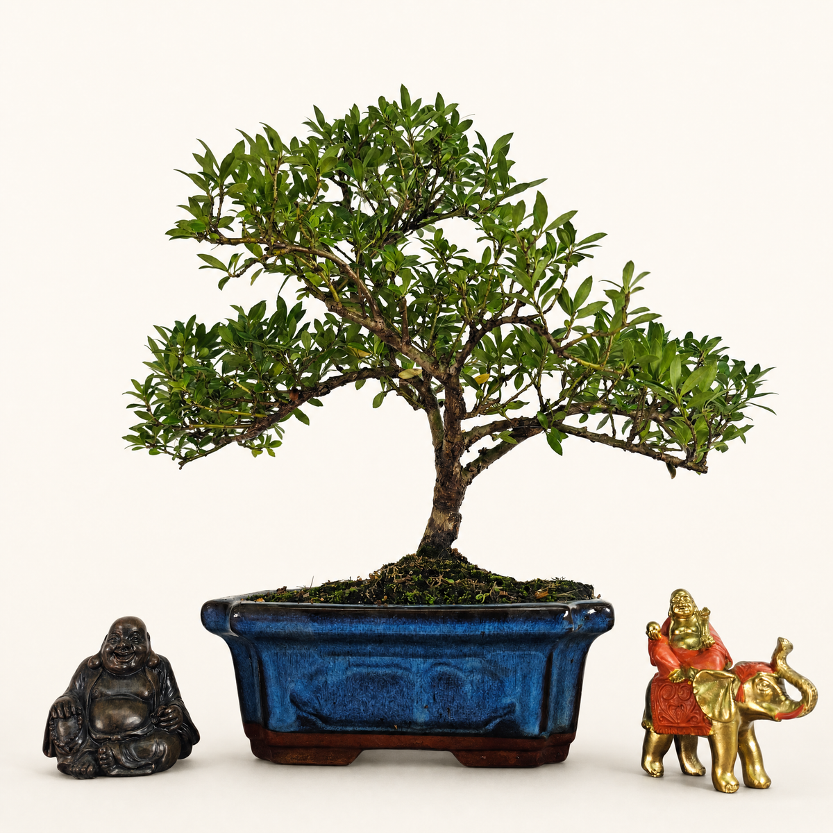 Japanese Holly (Ilex Crenata) Bonsai Tree | Shaped | In 25cm Pot Bonsai Tree BlissVeranda