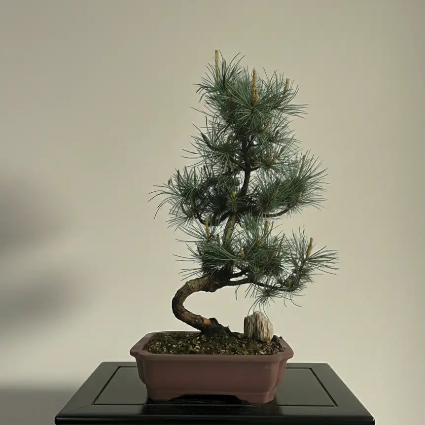 Japanese White Pine Bonsai Tree (Pinus Parviflora) | Shaped | In 25cm Pot  Bonsai Tree BlissVeranda