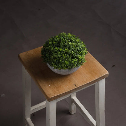 Potted plant on a wooden stool against a dark background