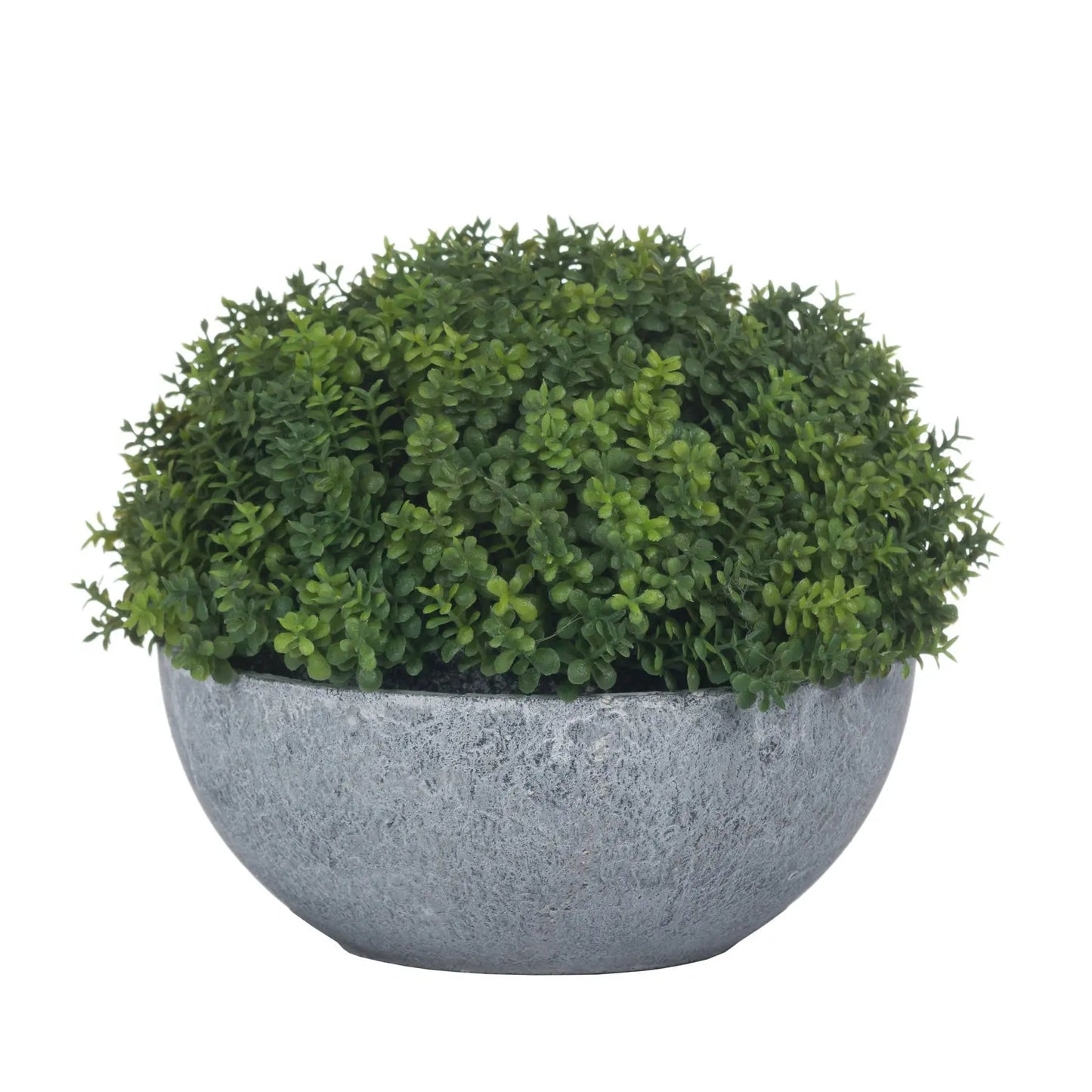 Green bush in a gray stone-like planter on a white background