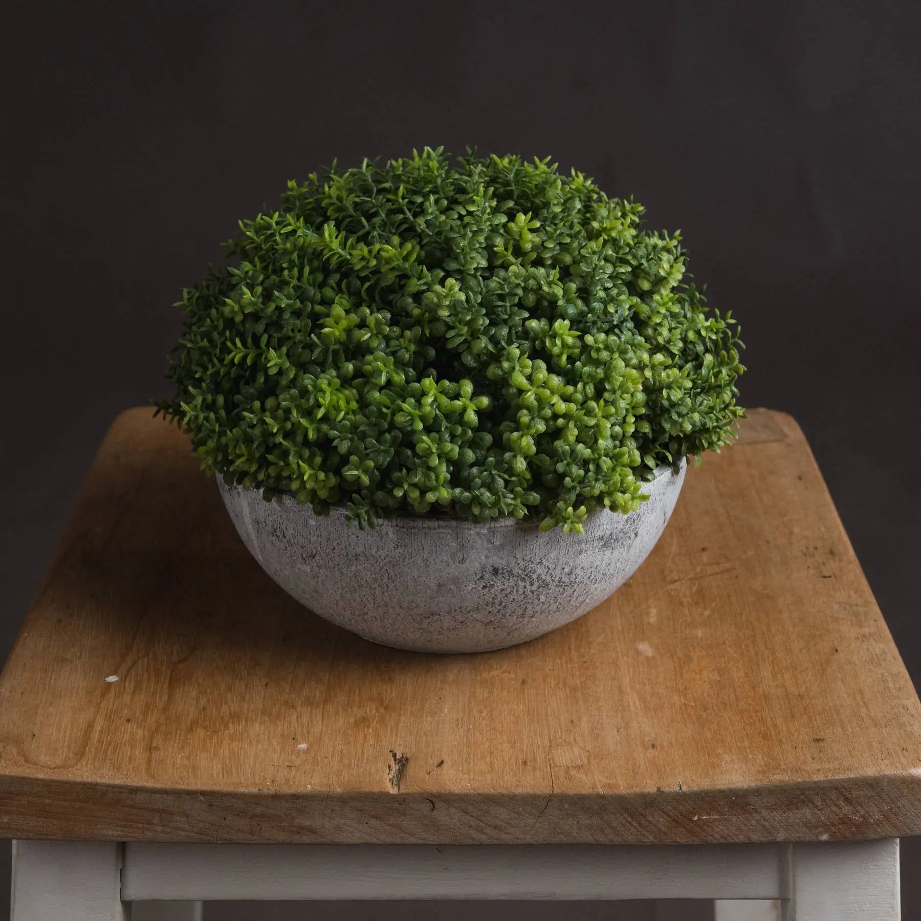 Potted plant on a wooden table with a dark background