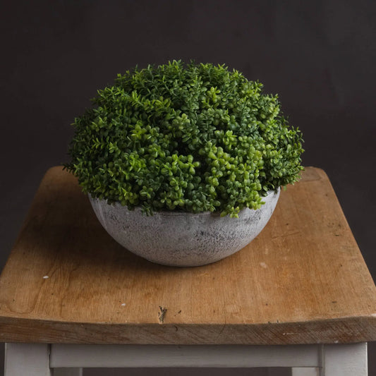 Potted plant on a wooden table with a dark background