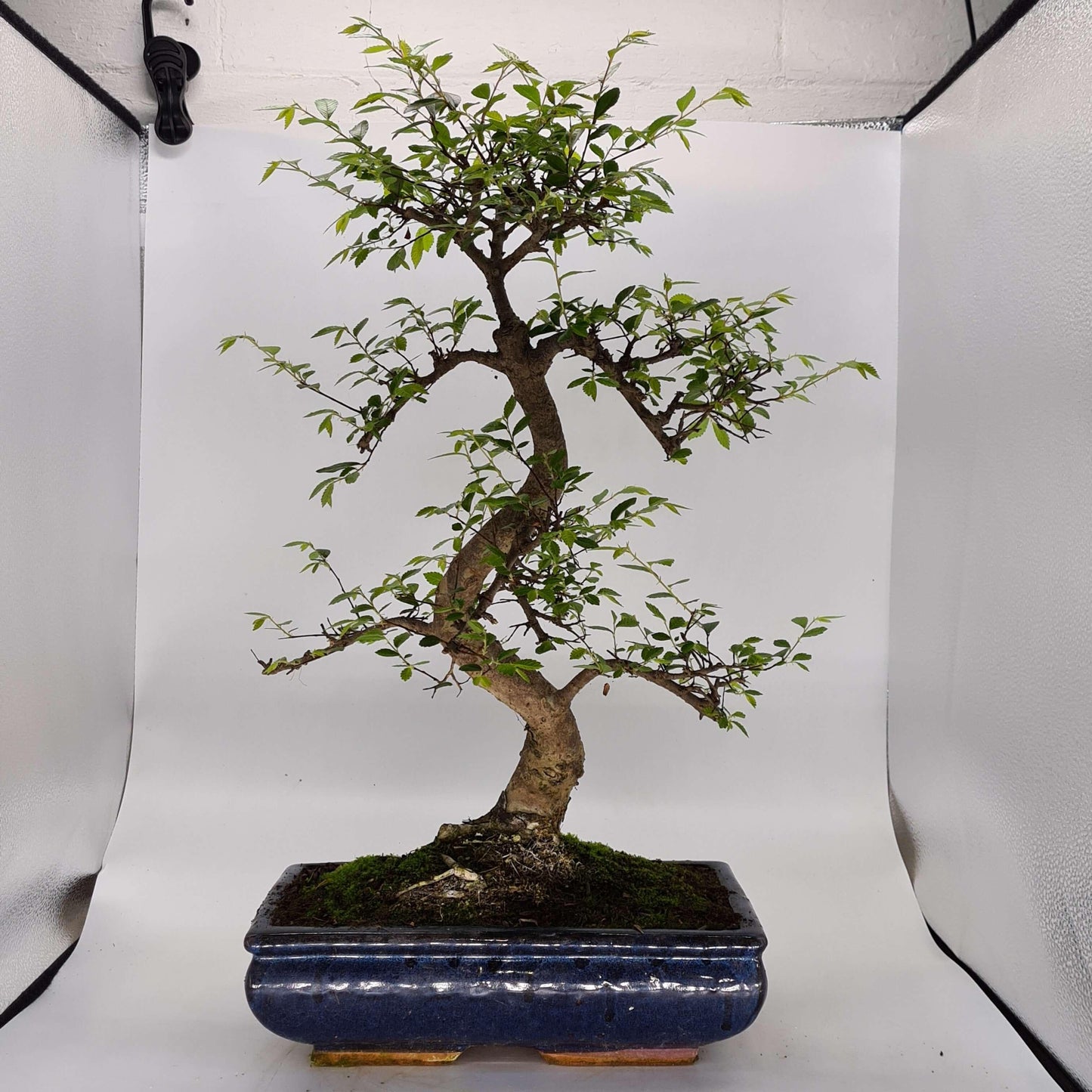 Chinese Elm (Ulmus Parvifolia) Bonsai Tree | Shaped | In 30cm Pot