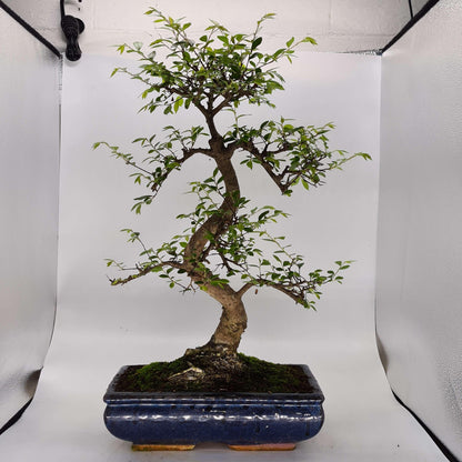 Chinese Elm (Ulmus Parvifolia) Bonsai Tree | Shaped | In 30cm Pot