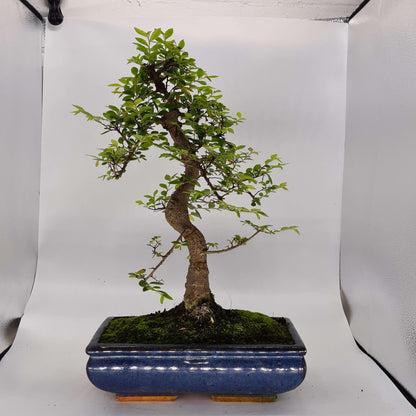Chinese Elm (Ulmus Parvifolia) Bonsai Tree | Shaped | In 30cm Pot