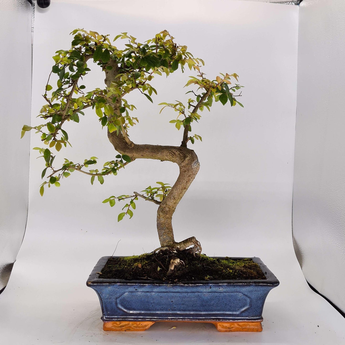 Chinese Elm (Ulmus Parvifolia) Bonsai Tree | Shaped | In 30cm Pot