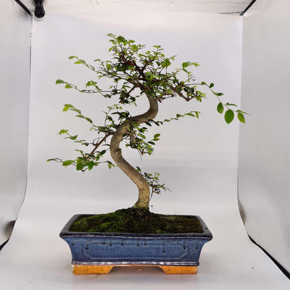 Chinese Elm (Ulmus Parvifolia) Bonsai Tree | Shaped | In 30cm Pot