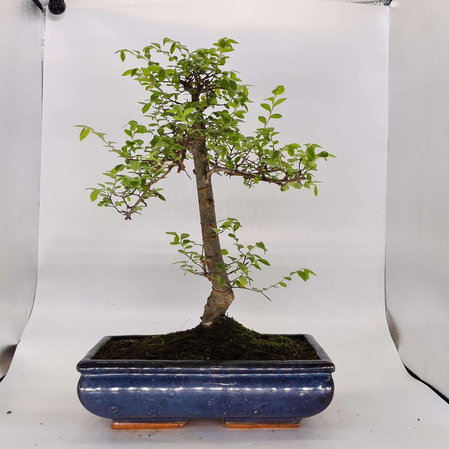 Chinese Elm (Ulmus Parvifolia) Bonsai Tree | Shaped | In 30cm Pot