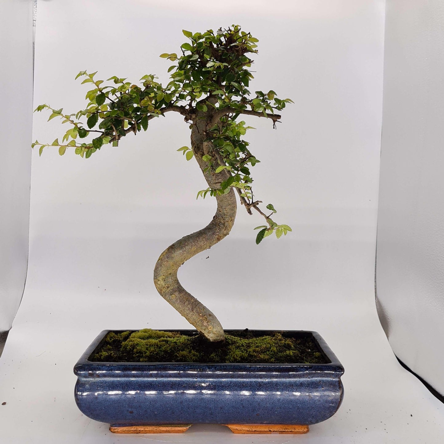 Chinese Elm (Ulmus Parvifolia) Bonsai Tree | Shaped | In 30cm Pot