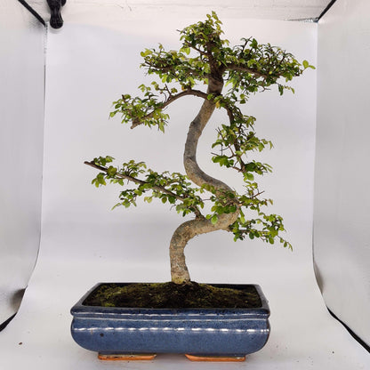 Chinese Elm (Ulmus Parvifolia) Bonsai Tree | Shaped | In 30cm Pot