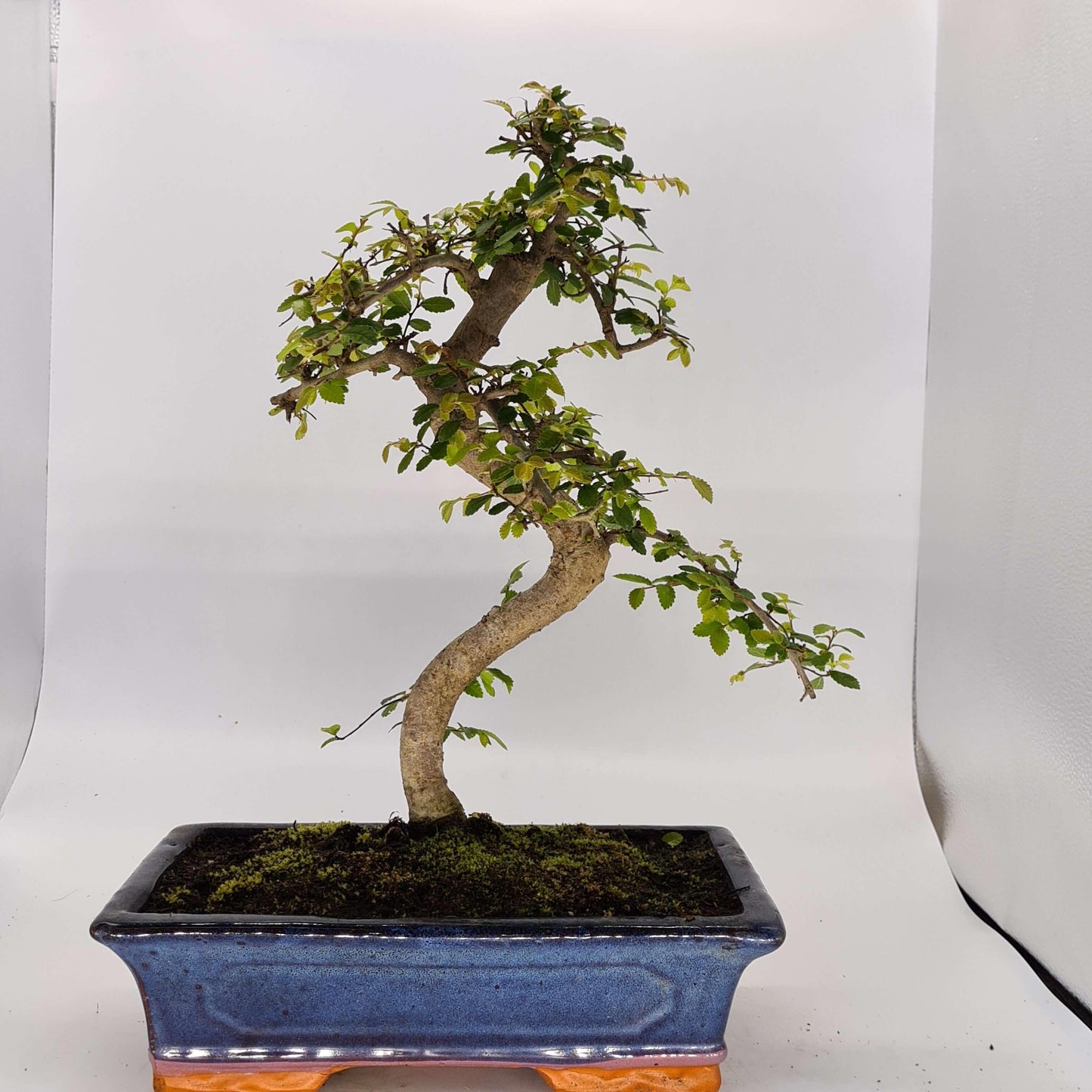 Chinese Elm (Ulmus Parvifolia) Bonsai Tree | Shaped | In 30cm Pot