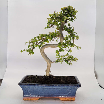 Chinese Elm (Ulmus Parvifolia) Bonsai Tree | Shaped | In 30cm Pot