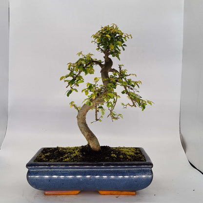 Chinese Elm (Ulmus Parvifolia) Bonsai Tree | Shaped | In 30cm Pot