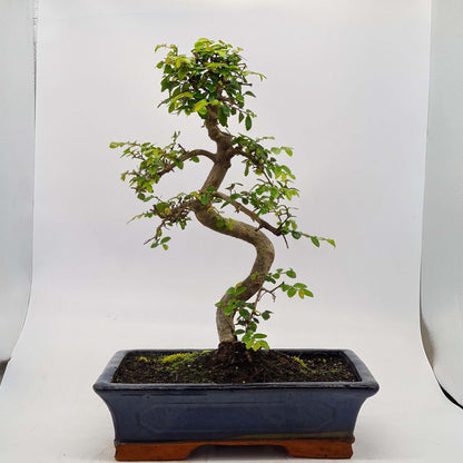 Chinese Elm (Ulmus Parvifolia) Bonsai Tree | Shaped | In 30cm Pot