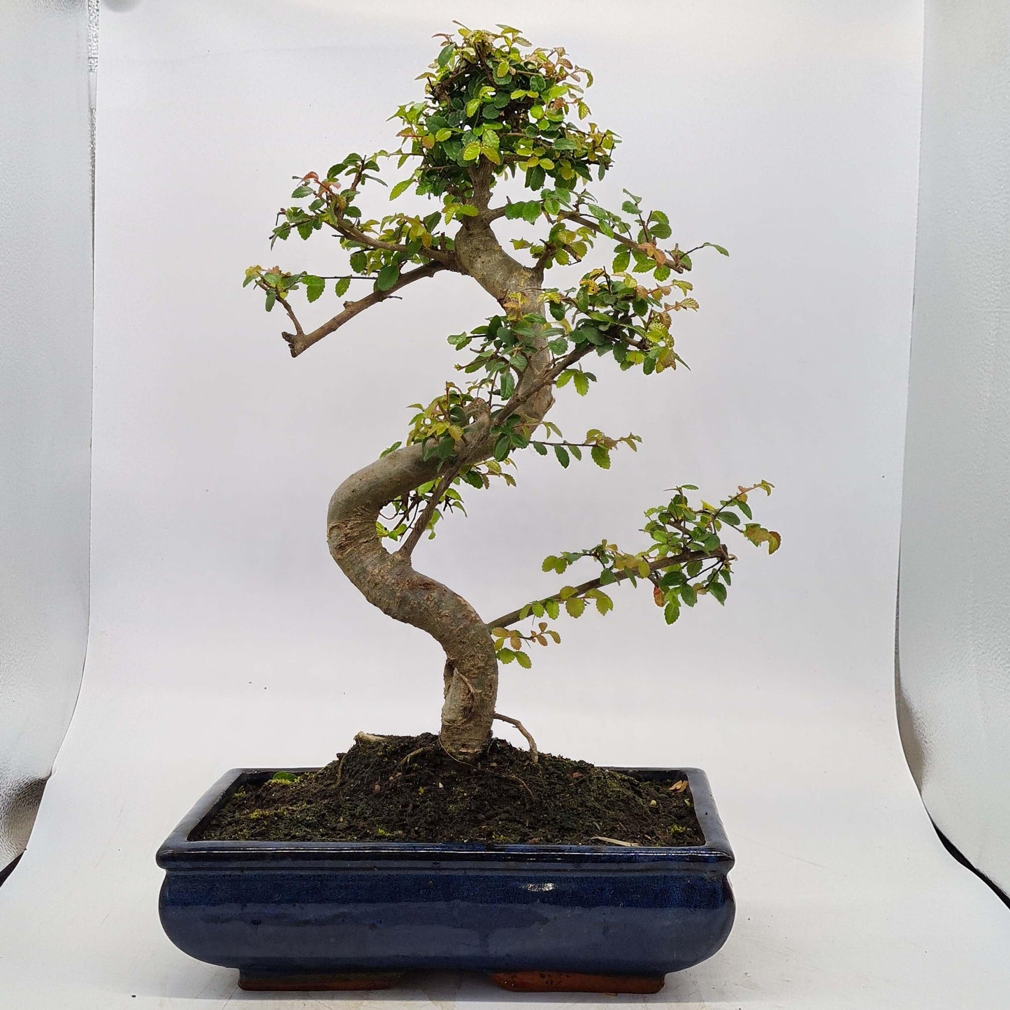 Chinese Elm (Ulmus Parvifolia) Bonsai Tree | Shaped | In 30cm Pot