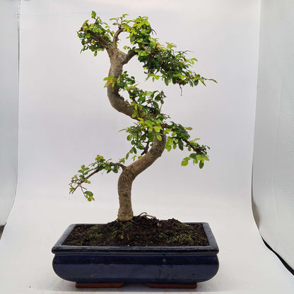 Chinese Elm (Ulmus Parvifolia) Bonsai Tree | Shaped | In 30cm Pot