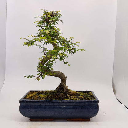 Chinese Elm (Ulmus Parvifolia) Bonsai Tree | Shaped | In 30cm Pot